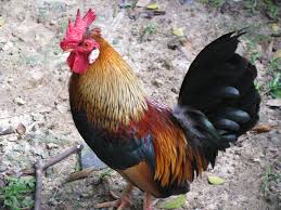 Semoga bermanfaat dan membantu usaha anda. Ayam Hutan Merah Wikiwand