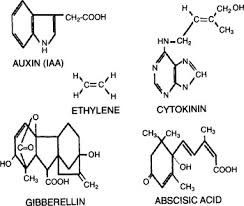 Aug 18, 2021 · title abbreviations for journals in the areas of biology and chemistry. Plant Cell Physiology Sciencedirect