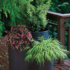 Read on for information on shade loving flowers for pots. Stylish Shady Containers Finegardening