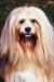 Havanese Summer Haircuts