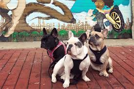 Both of lady gaga's dogs have been turned in to a local police station, and they have been safely reunited with lady gaga representatives, tweeted the lapd. Lady Gaga S French Bulldogs Found Safe And Dog Walker To Make Full Recovery Bay 93 9 Geelong