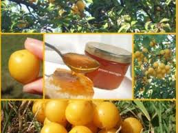 Confiture De Prunes Sauvages 2eme Edition Recette Ptitchef Confiture De Prunes Confiture Recette Confiture De Prune