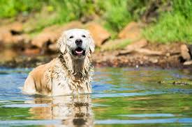 Ist Das Cushing Syndrom Beim Hund Heilbar