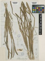 Image result for Wiesneria