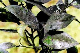 Image result for Ozoroa viridis