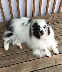 Below is a sample search of our miniature australian shepherd breeders with puppies for sale. Minneapolis Mn Australian Shepherd Meet Oreo A Pet For Adoption