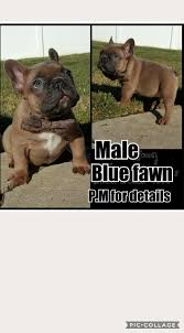 Socalbulldogs has provided quality bulldog puppies to happy bulldog families all over california and in particular the southern california areas of: French Bulldog Puppies For Sale Southern California Ca 220520