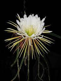 Queen Of The Night Selenicereus Grandiflorus Img 5218 Flower Field Love Flowers Cactus Flowers