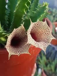 Image result for Huernia levyi