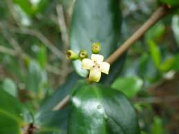 Image result for Pyrostria phyllanthoidea