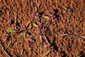 Image result for Gisekiaceae