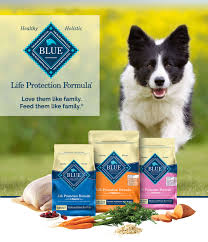 Tips to make your life a little easier when painting dogs, not known for their ability to sit still and pose! Blue Buffalo Life Protection Formula Natural Adult Large Breed Dry Dog Food Chicken And Brown Rice 30 Lb