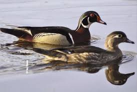 Many ducks can spawn on your channel, and it's your responsibility to recognize them and act appropriately. Duck Digs How To Develop A Waterfowl Hot Spot Mossy Oak