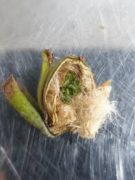 Image result for Ipomoea albivenia