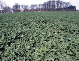 Deshalb ist dieser in den meisten fällen auch von der standortregion abhängig. Ufop Der Raps Auf Dem Feld