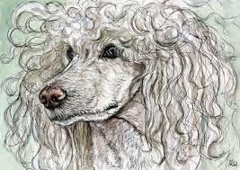 a little holly wood poodle dog art print etsy poodle dog dog art dog print art