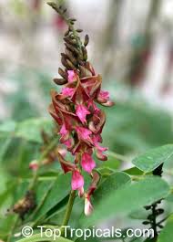 Image result for Indigofera dyeri