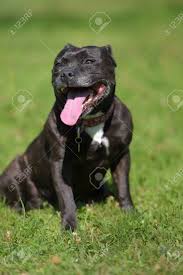 After the introduction of legislation criminalising dogfighting in 1835 and again in 1911, the stafford was more commonly kept as. English Staffordshire Bull Terrier On Green Grass Background Stock Photo Picture And Royalty Free Image Image 121294090