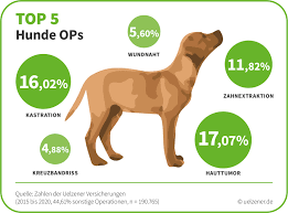 Eine kastration bringt viele vorteile im hinblick auf die gesundheit und das verhalten von hunden mit sich. Kastration Oder Kreuzbandriss Die 5 Haufigsten Hunde Operationen