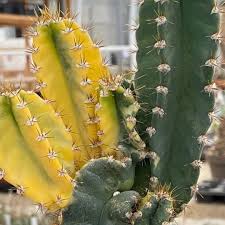 Image result for Senecio forbesii