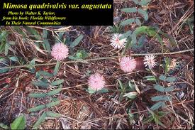 Image result for Trichilia quadrivalvis