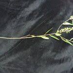 Image result for Polygala persicariifolia