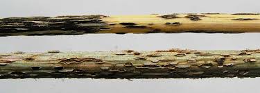 Image result for rez rzivost ostru%u017Einy