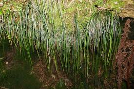 Image result for Vittaria