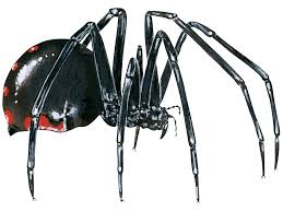 There are three types of north america black widows of the genus latrodectus, with the western hesperus species found commonly in california. 9 Of The World S Deadliest Spiders Britannica