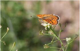 Image result for Emilia pseudactis