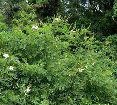 Image result for Tephrosia meisneri