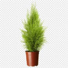 I am thinking about getting them made into 6inch poles for a lean to shed and didn't know if the wood would be rot resistant or strong enough for. Lemon Cypress Mediterranean Cypress Leyland Cypress Cupressus Nootkatensis Cupressus Arizonica Potted Plant Grass Spruce Conifers Png Pngwing