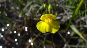Image result for Utricularia formula