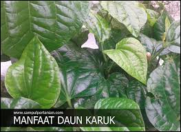 Sejak lama daun katuk dipercaya memiliki khasiat untuk kesehatan manusia. 9 Manfaat Dan Khasiat Daun Karuk Atau Kaduk Piper Sarmentosum
