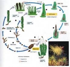 Pengertian metagenesis secara kompleks ialah suatu pergantian dari bentuk diploid multiseluler serta haploid di dalam suatu siklus hidup organisme, terlepas apakah organisme itu hidup dengan bebas maupun berkoloni. Metagenesis Hasnanotz