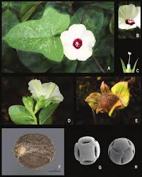 Image result for Merremia pterygocaulos