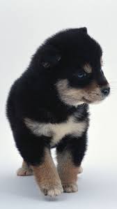 Pin By Haley Dobbs On Black Dogs Rule Pet Dogs Puppies Silly Animal Pictures Animals