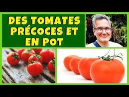 Cultiver La Tomate Du Semis A La Recolte Youtube En 2020 Cultiver Des Tomates Tomates Tomate Precoce