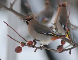 Birds aren't only known for their striking appearance or beautiful plumage, it's their intelligence that also makes them charming. Beautiful Birds Images Free Stock Photos Download 6 674 Free Stock Photos For Commercial Use Format Hd High Resolution Jpg Images