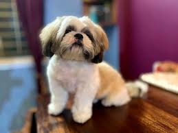Sevimli Surat Yapisina Sahip Bebek Shih Tzu Yavru Kopek Kopek