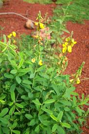 Image result for Crotalaria capensis