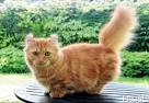 The Munchkin Cat American Curl Mix (The Kinkalow ...
