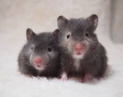 Syrian Hamster Long Hair Silversable And Sable 24days Cute Hamsters Syrian Hamster Hamster Pics