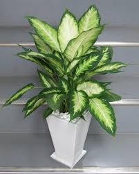 ディフェンバキア 観葉植物の育て方