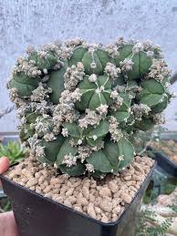 Image result for Ceropegia conrathii
