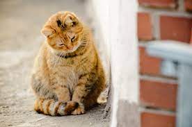 If frisky eats a mouse who's ingested poison, she can become very sick even though she didn't eat cat symptoms of roaming and crying. Insects That Are Toxic To Cats And A Few That Aren T