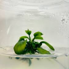 Image result for Nesaea pedroi