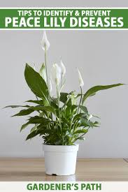 It will chew the leaves from the edge in rounded shape, and this leaves will dry eventually and fall. How To Identify And Prevent Peace Lily Diseases Gardener S Path