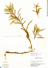 Image result for Ludwigia leptocarpa