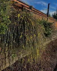 Image result for Jasminum nudiflorum